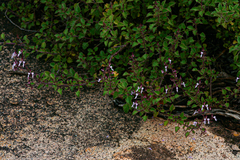 Image of Aeollanthus rehmannii