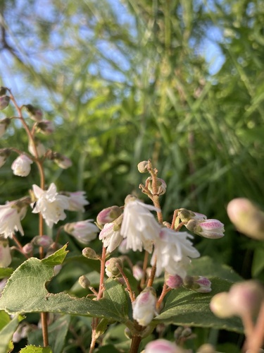 Deutzia scabra iNat (2)