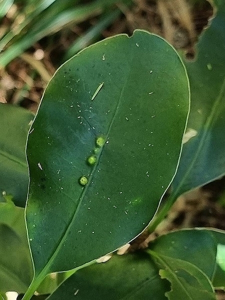 Trioza pittospori