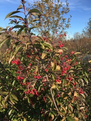 Photinia davidiana