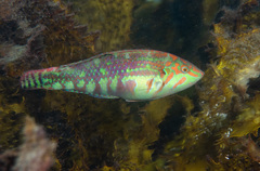 Nebulous Wrasse photo 2