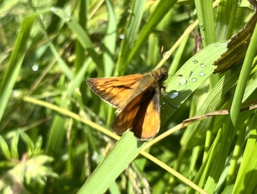 Photo of Large Skipper (Ochlodes sylvanus)