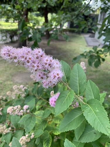 Spiraea salicifolia iNat (2)