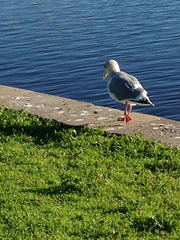 Larus glaucoides thayeri