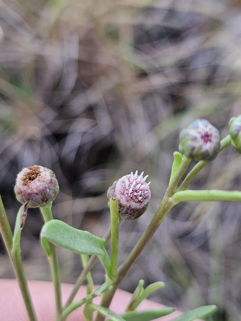 Sphaeromorphaea major