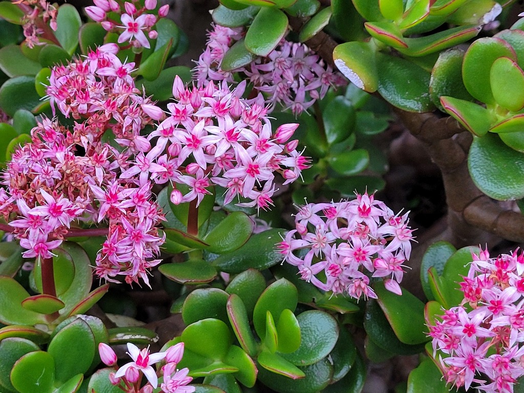 jade plant from Mahia Lane, Waikanae, New Zealand on June 17, 2023 at 0439 PM by Doug Miller