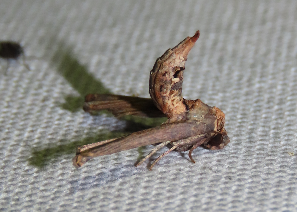 Anigraea
