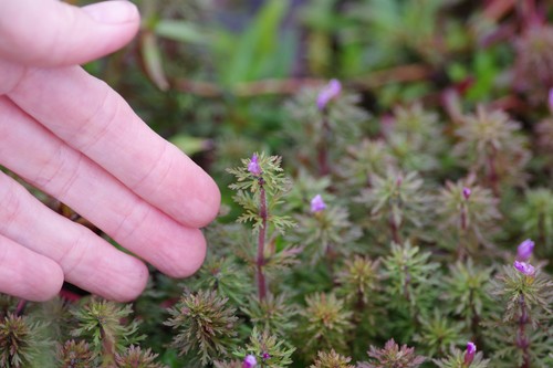 Limnophila sessiliflora image