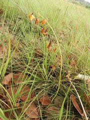 Eulophia coeloglossa
