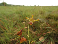 Eulophia coeloglossa