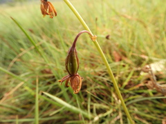 Eulophia coeloglossa