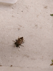 Pinthaeus sanguinipes