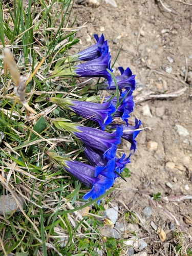 Gentiana clusii (Gentiana clusii)