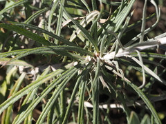 Carlina xeranthemoides image