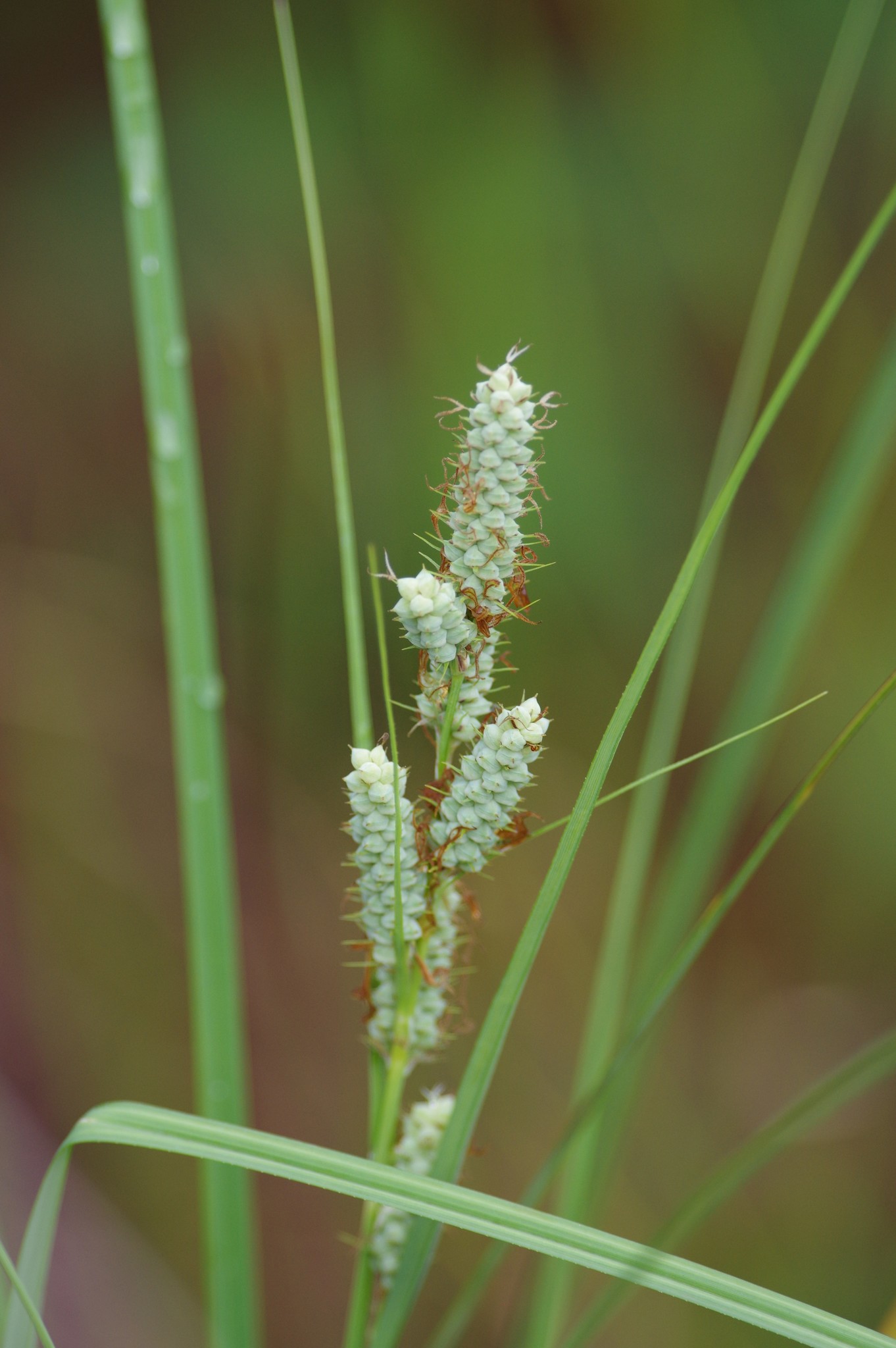 Carex verrucosa