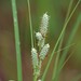 Warty Sedge - Photo (c) Peter and Kim Connolly, some rights reserved (CC BY-NC), uploaded by Peter and Kim Connolly