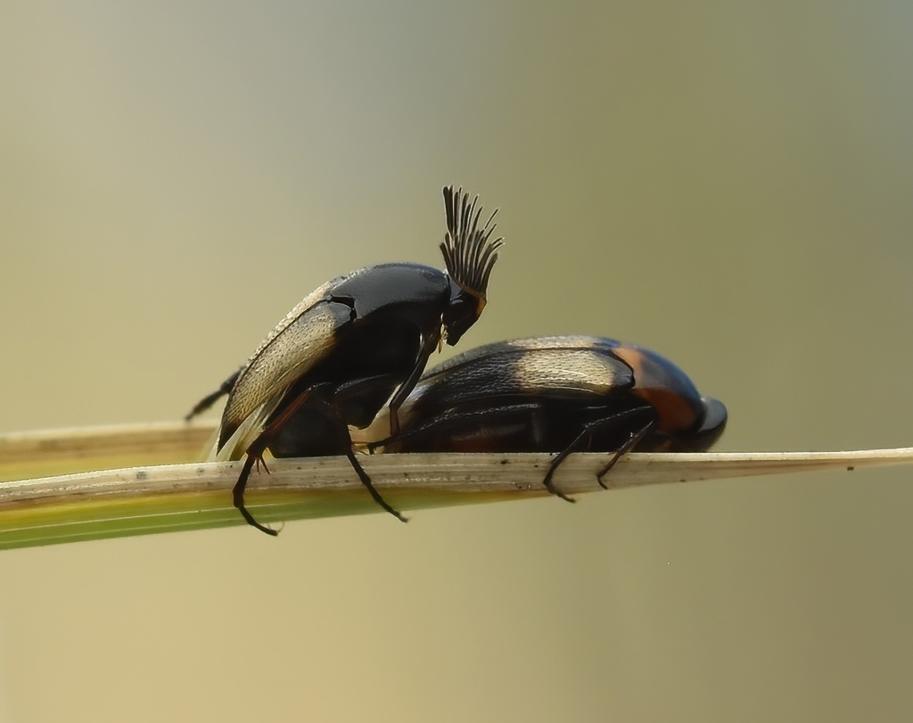 Macrosiagon setipennis