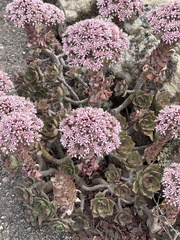 Aeonium lancerottense image