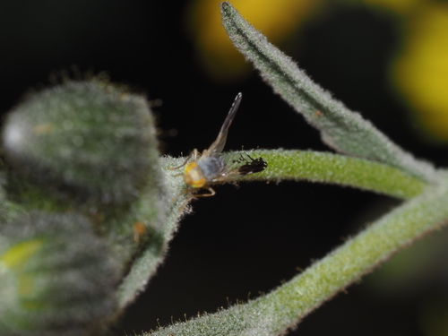 Trupanea insularum · iNaturalist