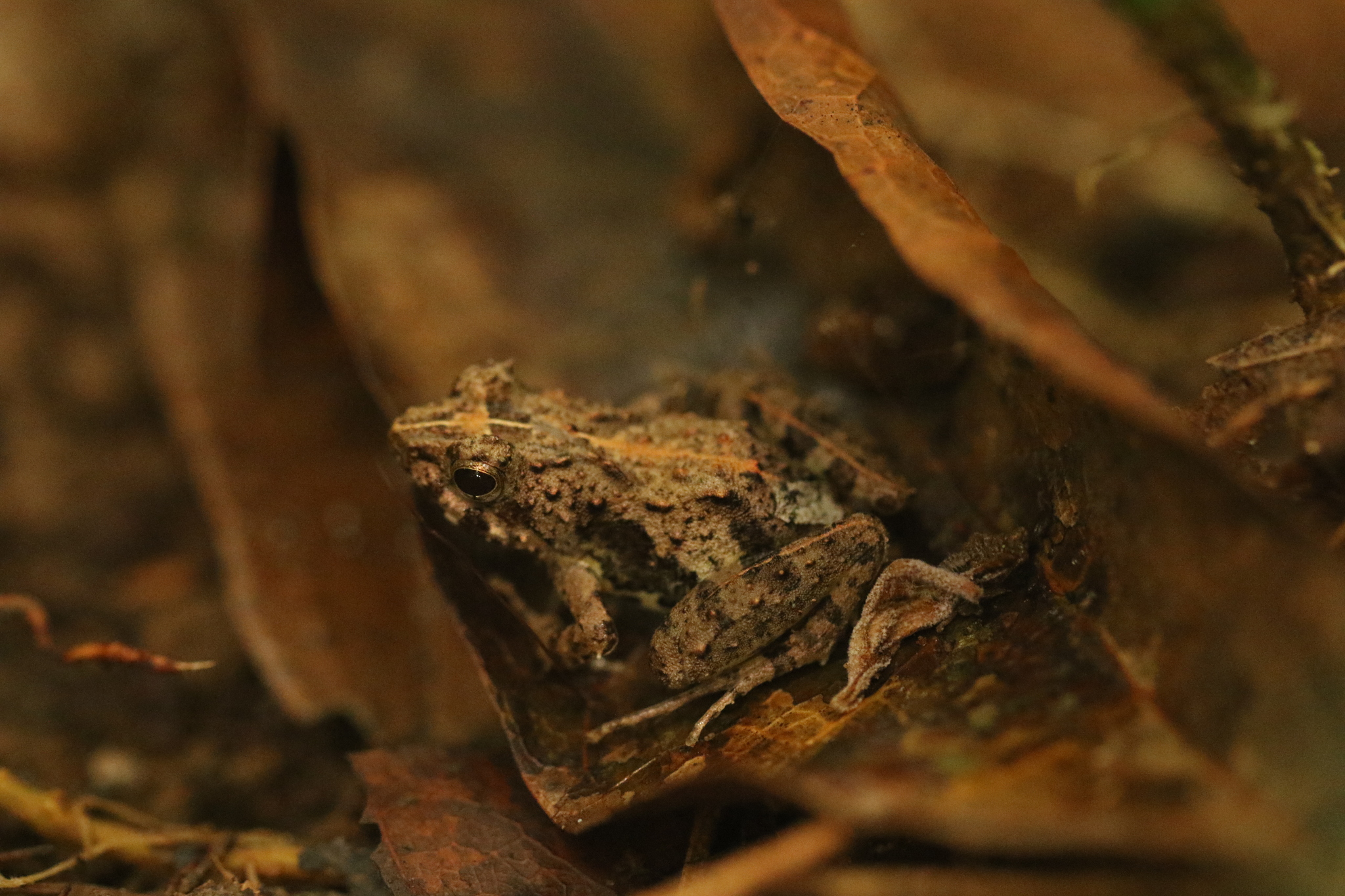 Horned River Frog photo 4