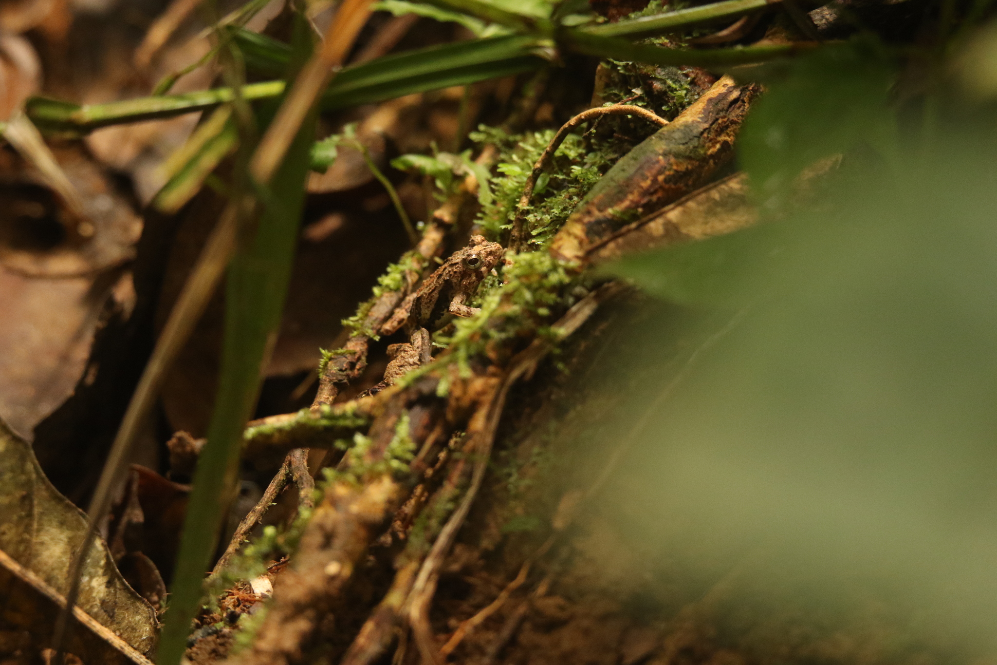 Horned River Frog photo 6