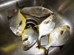 Trachinotus carolinus