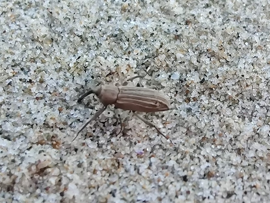 Bagous elegans