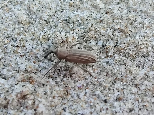 Bagous elegans