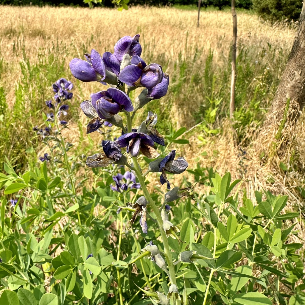tall-blue-wild-indigo-from-national-institutes-of-health-bethesda-md