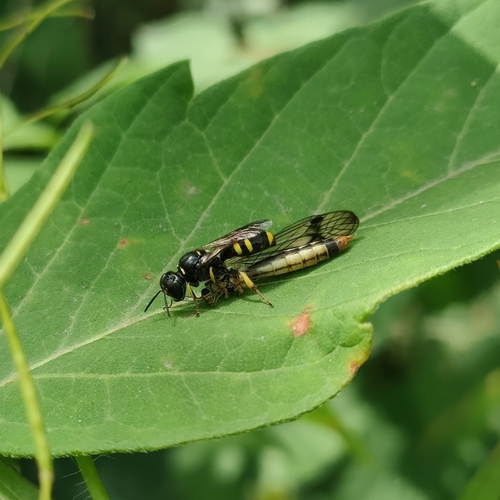 Field digger wasp photo 2