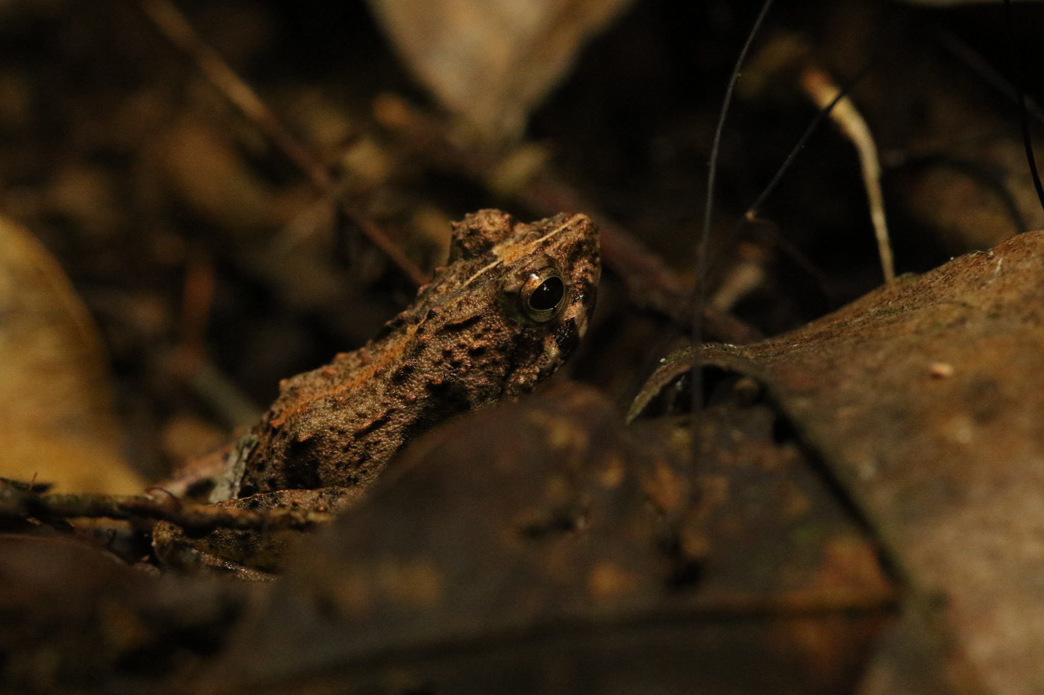 Horned River Frog photo 5