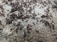 Myrmecophilus