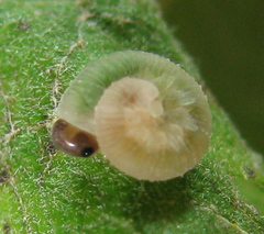 Tenthredo ferruginea