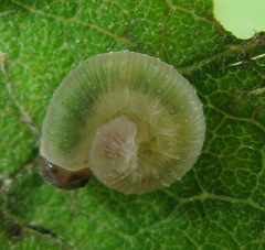 Tenthredo ferruginea