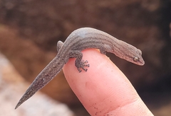 Central Uplands Clawless Gecko photo 2