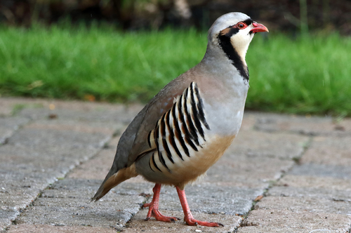 Chukar