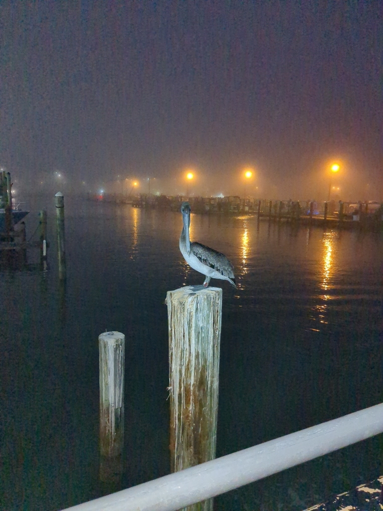 Brown Pelican from Cotter Chamber of Commerce, Port Aransas, TX 78373