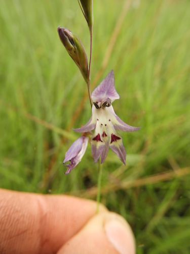 Gladiolus gracillimus