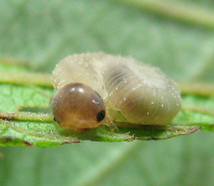 Tenthredo ferruginea