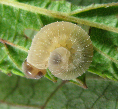 Tenthredo ferruginea