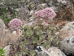 Aeonium lancerottense image