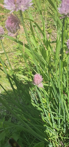 Наблюдение на iNaturalist