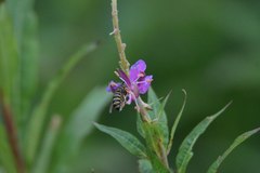 Dolichovespula norvegicoides