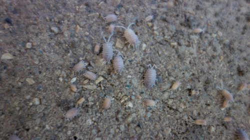 Porcellionides myrmecophilus