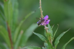 Dolichovespula norvegicoides