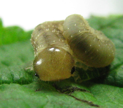 Tenthredo ferruginea