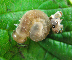 Tenthredo ferruginea