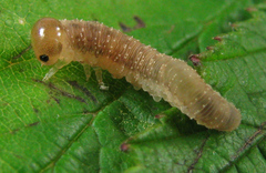 Tenthredo ferruginea
