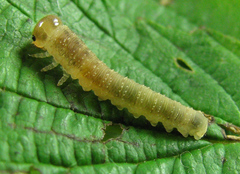 Tenthredo ferruginea