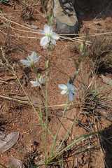 Chlorophytum cooperi